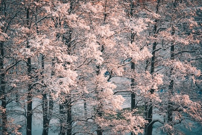 白色和粉红色的樱花树
